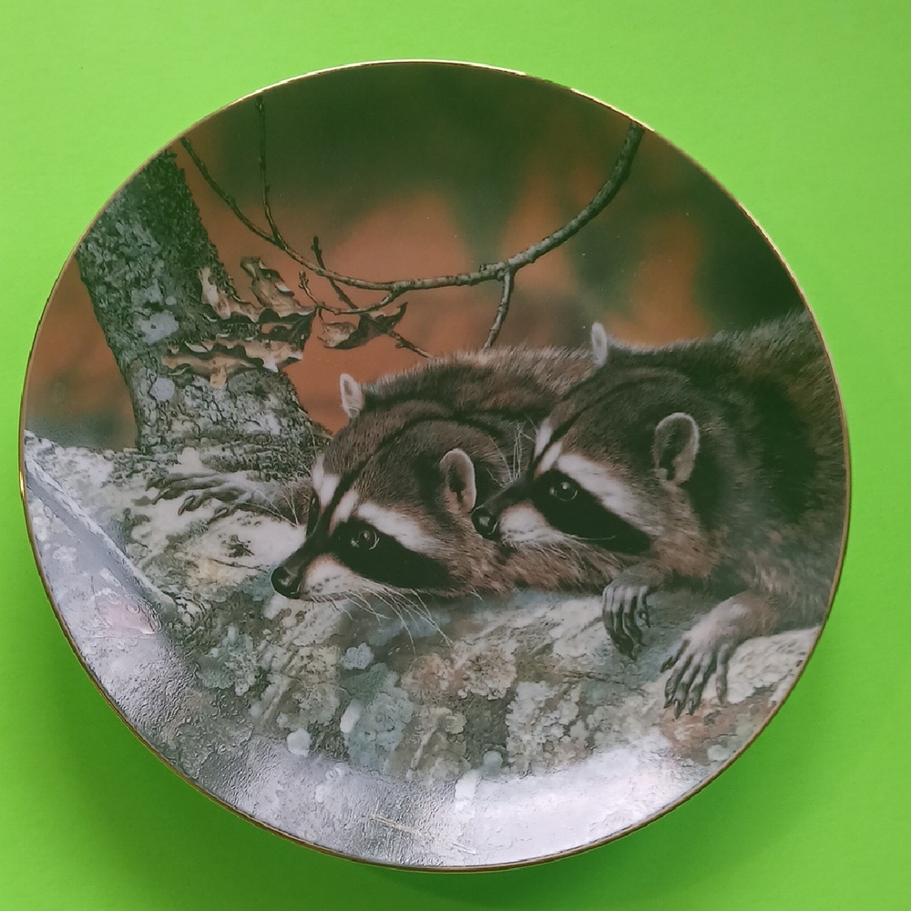 Raccoon Decorative Plate